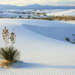 Solana Profile Picture