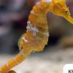 Nam Nguyen Profile Picture