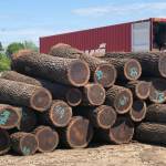 Dương Phong Profile Picture