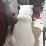 Minh Van Profile Picture