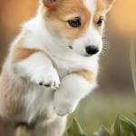 Ngọc Minh Profile Picture