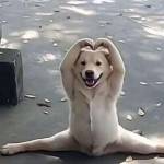 Triệu Vân Profile Picture