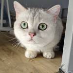 Mân Nguyễn Profile Picture