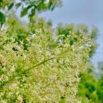 Khanh Triệu Profile Picture