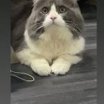 Hào Nguyễn Profile Picture