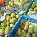 Phu Nguyen Profile Picture