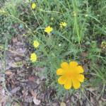 Long Ho Profile Picture