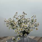 Phúc Hoàng Profile Picture