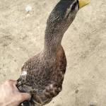 hupcmn Profile Picture