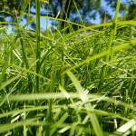 Quân Nguyễn Profile Picture