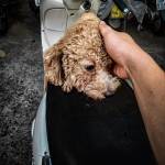 Butss Butss Profile Picture