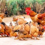 Lukhonnan Profile Picture