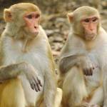 Snake Gold Profile Picture