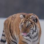 Kakama Profile Picture