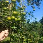 Khang Le Profile Picture