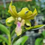 Tuấn anh Châu lê Profile Picture