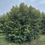 Luong Nguyen Profile Picture