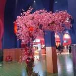 Cungtrithuc Profile Picture