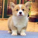 quyền Bạch Profile Picture