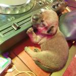 Thông Vũ Profile Picture