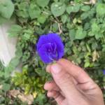 Hoang Nguyen Profile Picture