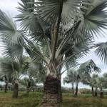 Duy Nguyễn Profile Picture