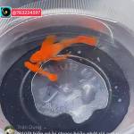 Sdddctpl Profile Picture