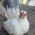 levietduc1998 Profile Picture