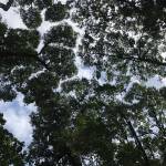 Người Bis Ana Profile Picture