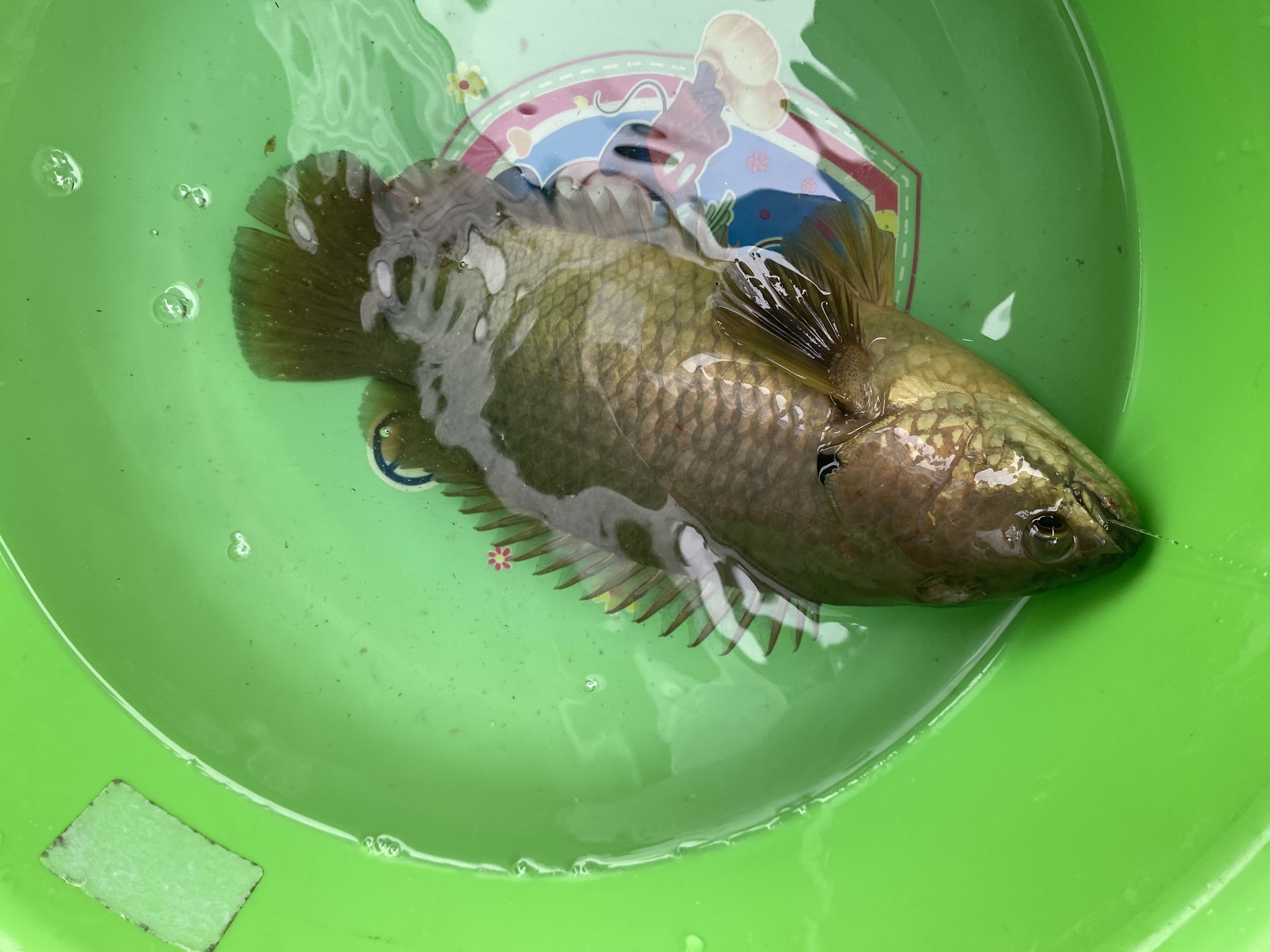 tuấn dương Profile Picture