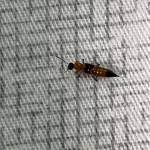 Tien Nguyen Profile Picture