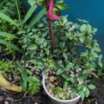 Tài Nguyễn Trãi Profile Picture