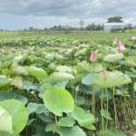 vanteo nguyen Profile Picture