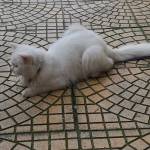 Giang Hoang Profile Picture