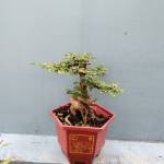 Trungdo2001 Profile Picture