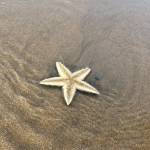 Khang Tran Profile Picture