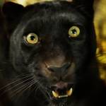 Tử Vũ Profile Picture