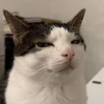 Anh Bảy Profile Picture