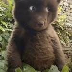 Tuấn Nguyễn Profile Picture