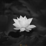 Nam Pham Profile Picture