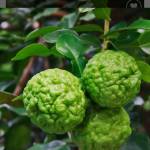 Zũ Nguyen Profile Picture