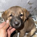 Quang Nguyen Profile Picture