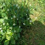 Thanh09 Profile Picture