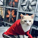 thau ho Profile Picture