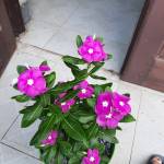 Nguyễn Profile Picture