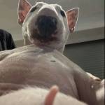 phuc nguyễn Profile Picture