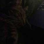 Vu Tran Profile Picture