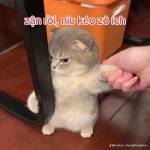 Bé nhỏ Cu Profile Picture