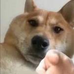 Thanh Phong Nguyễn Profile Picture