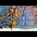 Dung Nguyen Profile Picture